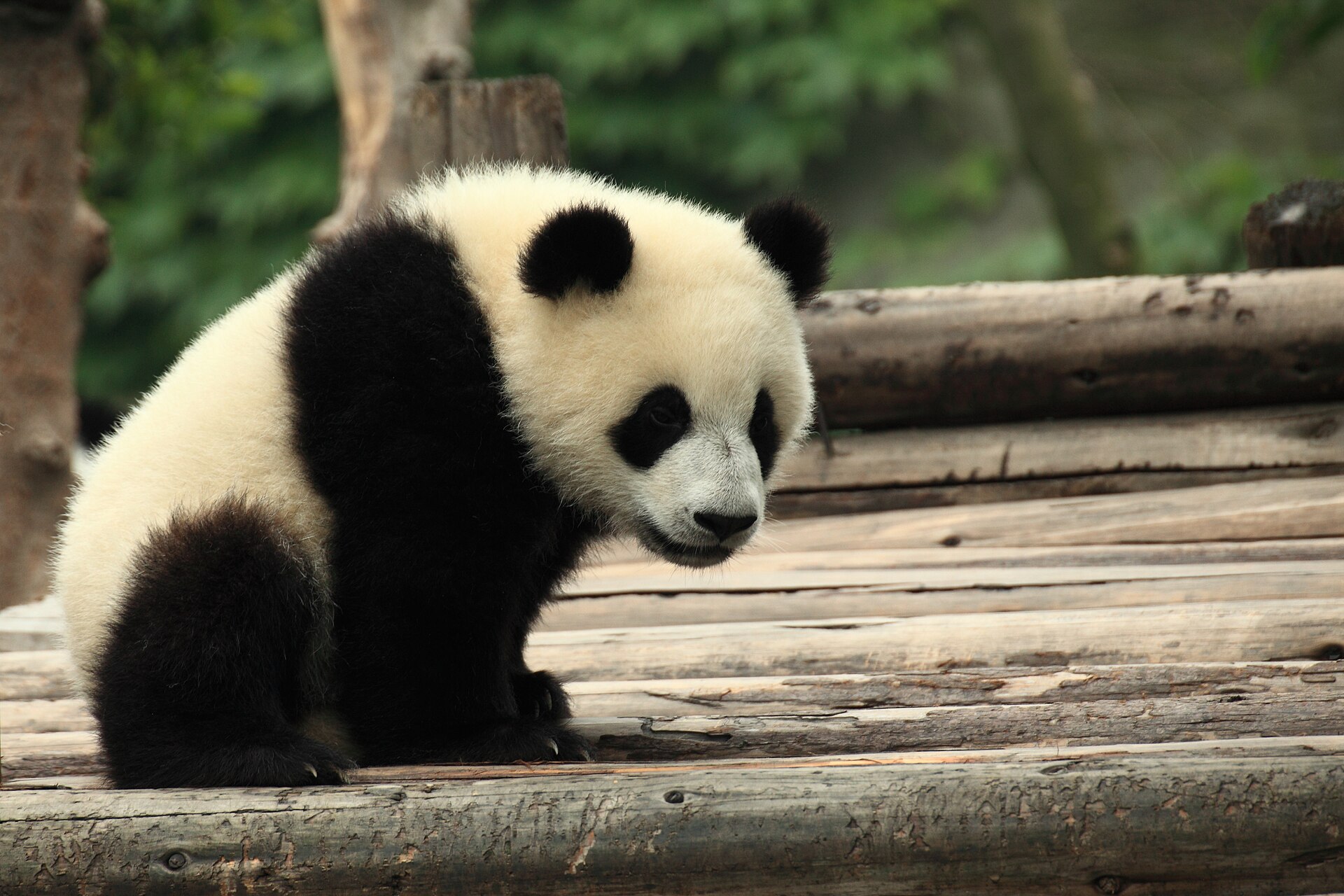 A giant panda at the Chengdu Research Base at feeding time